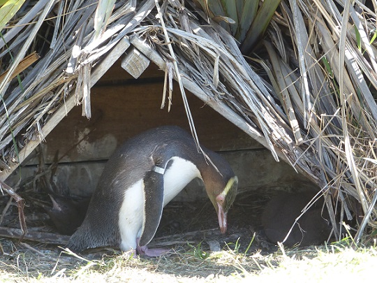 Yellow-eyed penguin with chicks on either side Penguin Place Dec 2015
